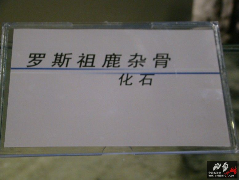DSC04538.JPG
