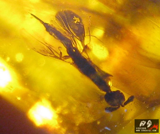 照片 t2.JPG