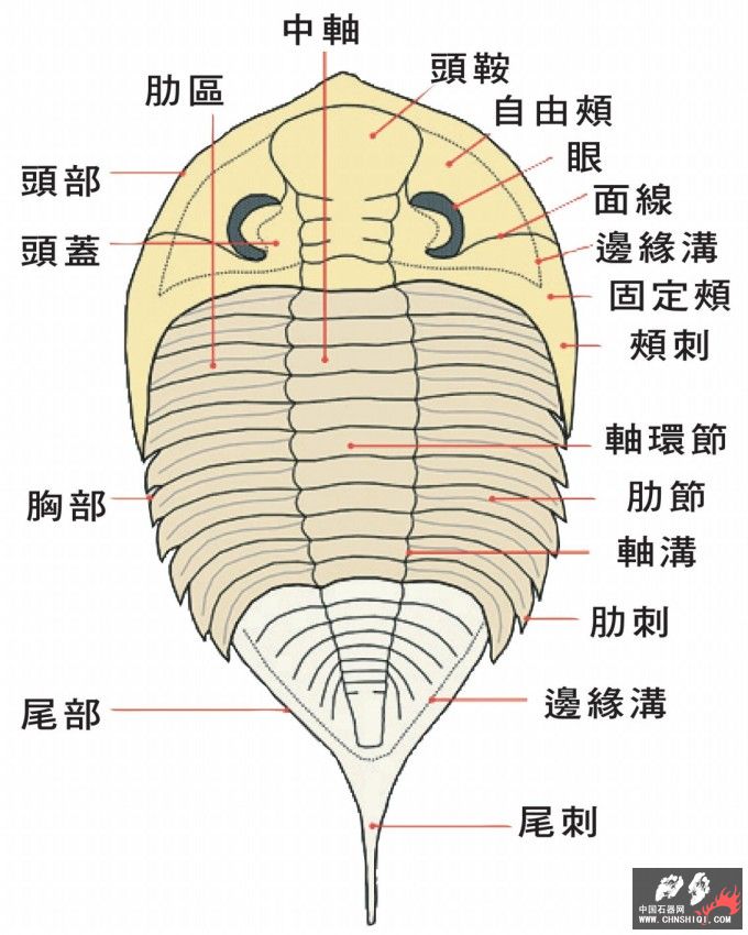 trilobite01.JPG