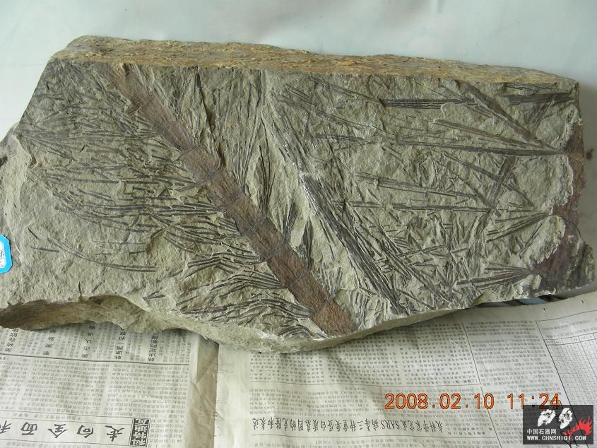 Mzj-1卡勒莱新芦木AA。产地：辽宁北票。时代：中侏罗纪.JPG