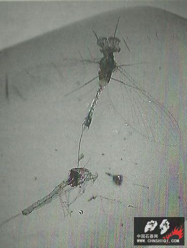 Mayfly and excuvea.jpg