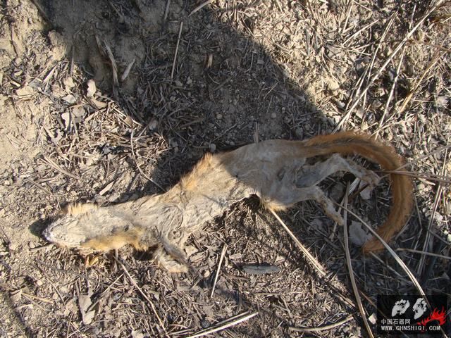 DSC06630.JPG