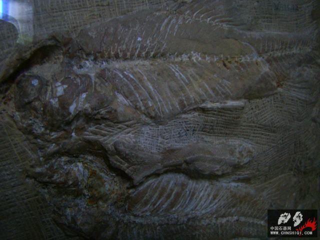 DSC06936.JPG