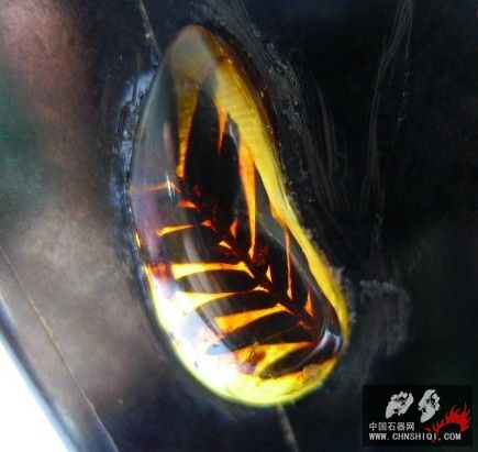 水杉叶.jpg