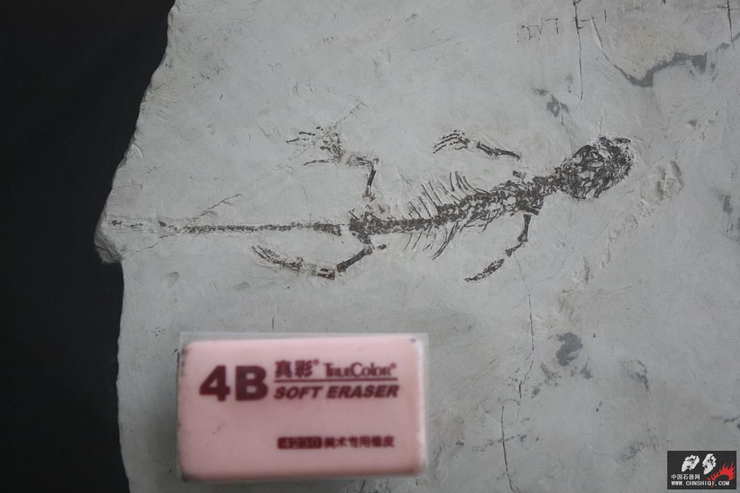 小满洲鳄.JPG