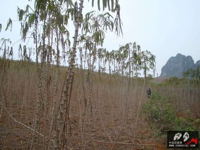 DSC07388.JPG