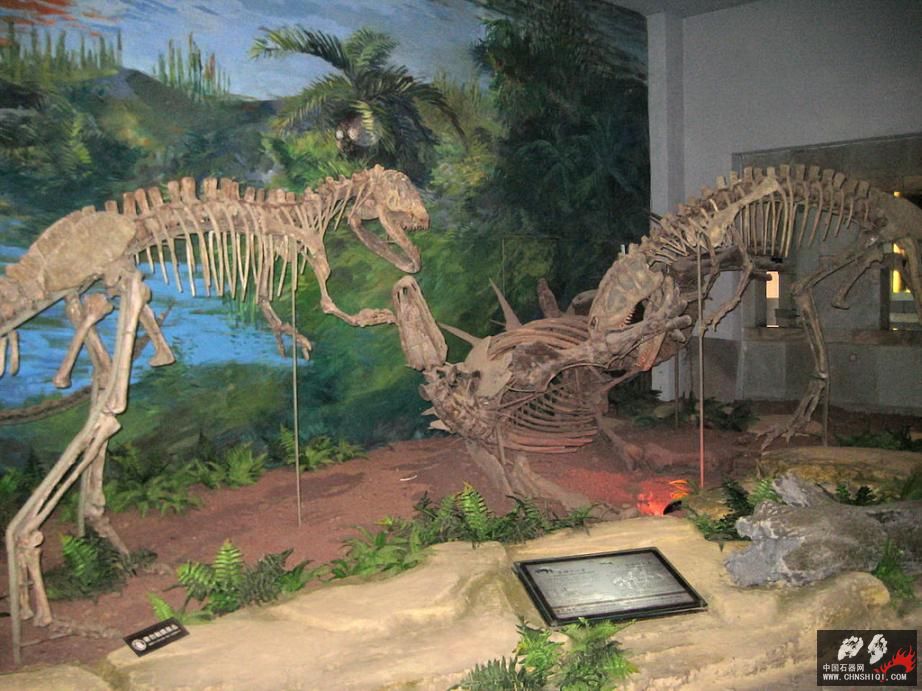 A8自贡恐龙博物馆.JPG