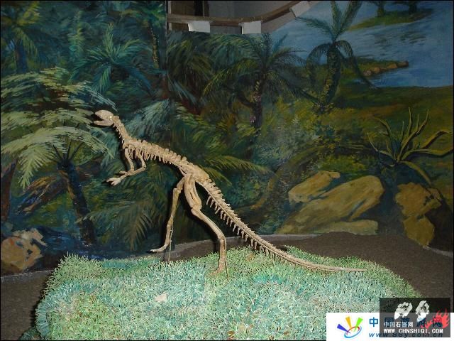 A9自贡恐龙博物馆.jpg