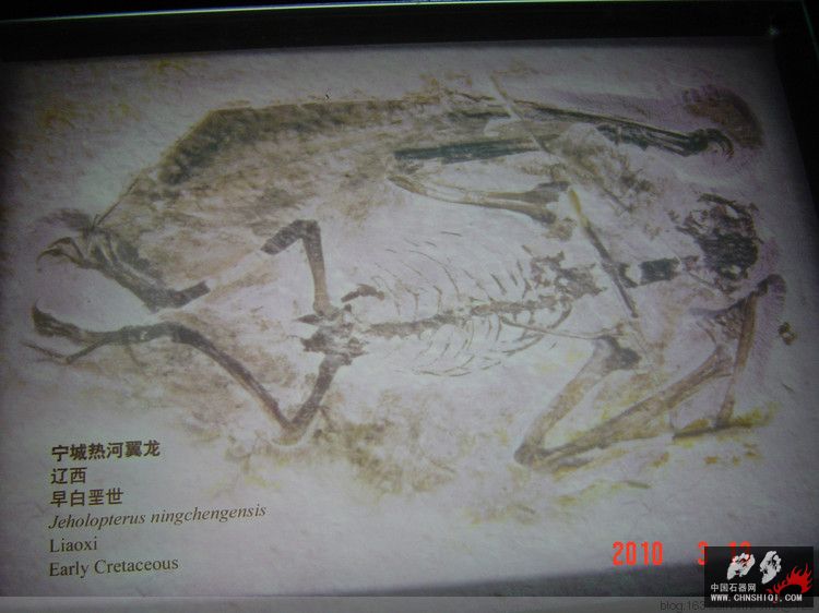 A11自贡恐龙博物馆.jpg