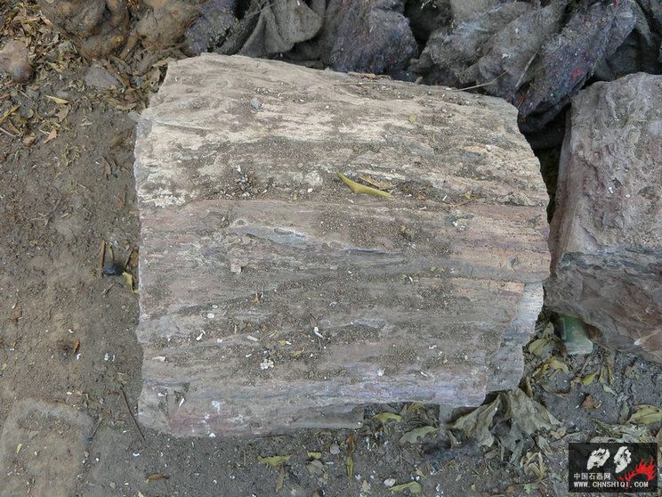 P1000346.JPG