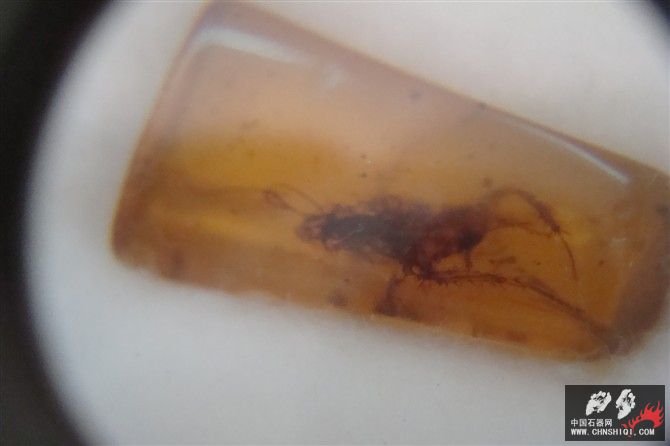 虫珀7.jpg