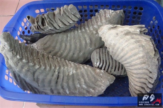 猛犸牙的化石300一公斤.jpg