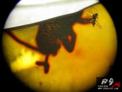 ap_F23_20110125113615900.jpg