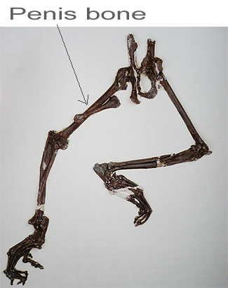雄性化石箭头指出阴茎骨