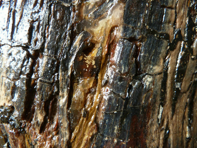P1000888.JPG