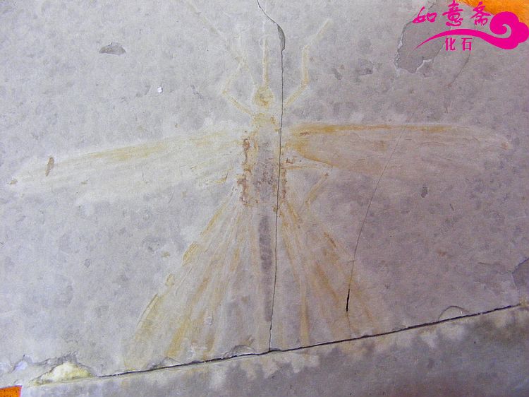 DSCF1159.jpg