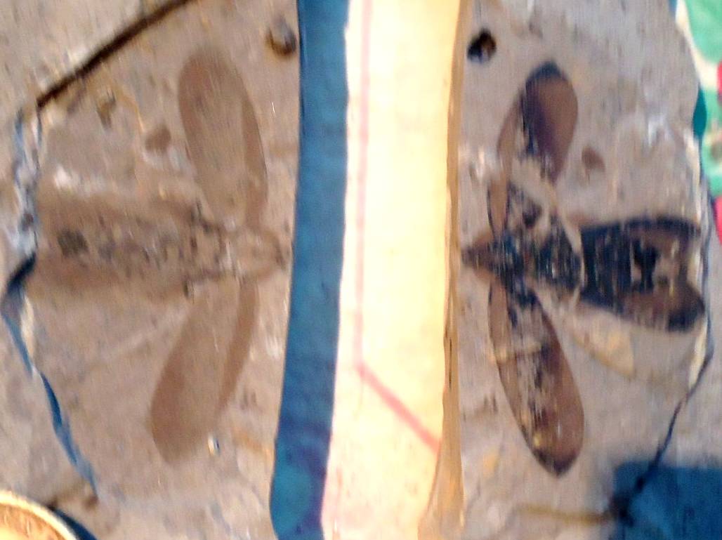 DSC05777.JPG
