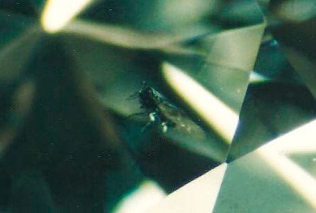 insect_in_diamond1.jpg