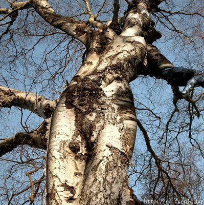 tree-of-female-form-like-a-maiden_lCONK_r.jpg