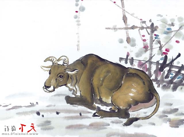 牛 图像.jpg