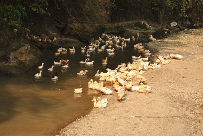 16一群鸭子.jpg