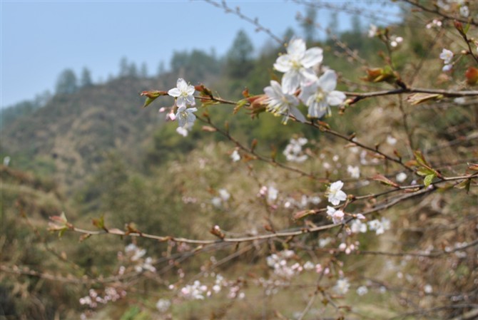 49又见樱花.jpg