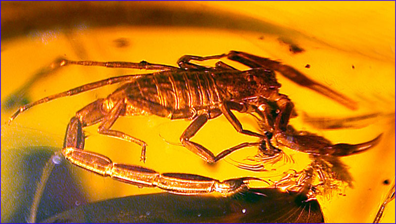 dr4045scorpionh.jpg