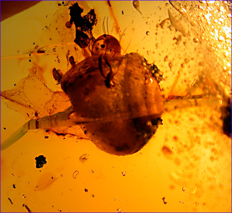 dr4055hugesnailr.jpg