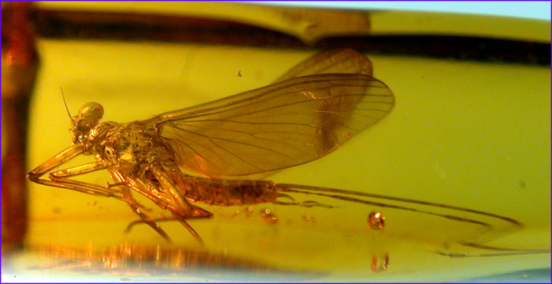 dr4070mayfly4.jpg