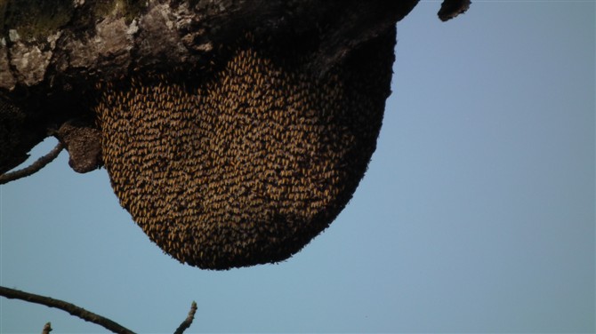 野蜜蜂3.jpg