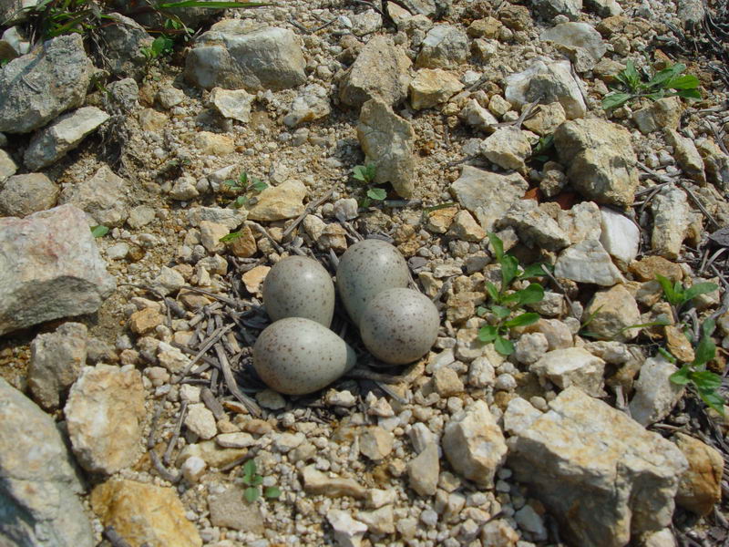 DSC00096_缩小大小.JPG