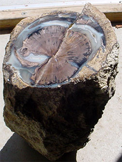 BlueForest 2.jpg