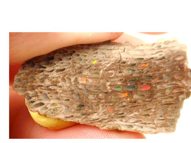 Opal_Conk wood..jpg