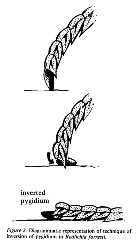 Techniques of exuviation in Australian species of theCambrian trilobite Redlichia_04.jpg