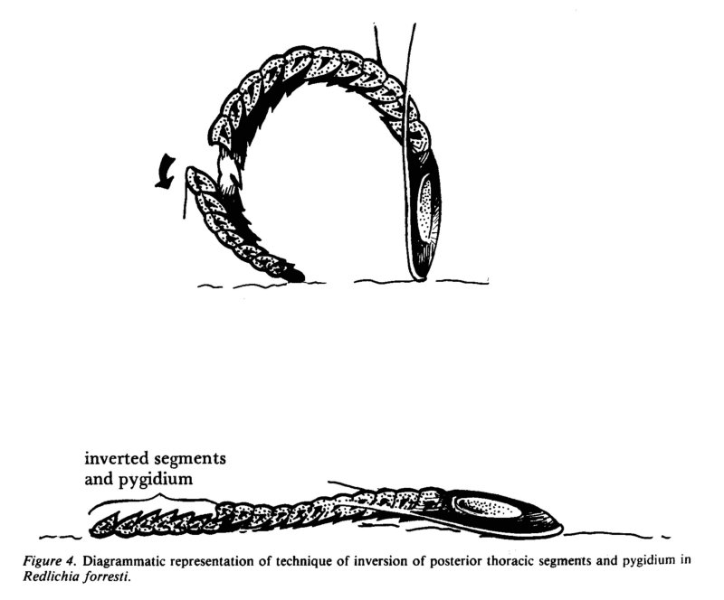 Techniques of exuviation in Australian species of theCambrian trilobite Redlichia_02.jpg