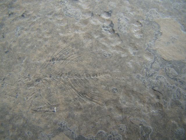 DSC00007.JPG