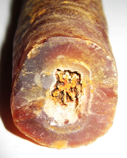 Inner_core_of_Fossil_Bamboo.jpg