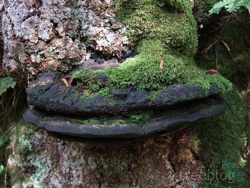 bracket fungus.jpg