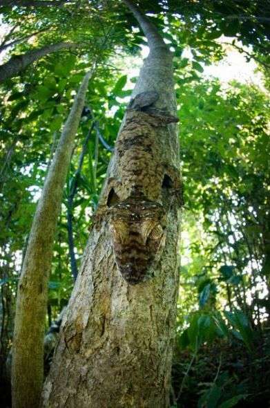 Uroplatus fimbriatus.jpg