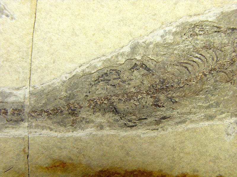 DSCF0474.jpg