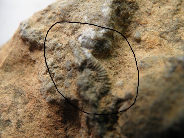 有化石的 (1).JPG