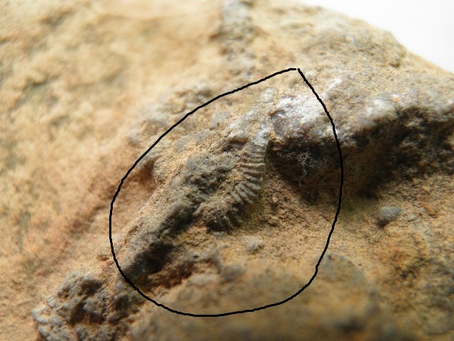 有化石的 (2).JPG