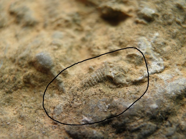有化石的 (3).JPG
