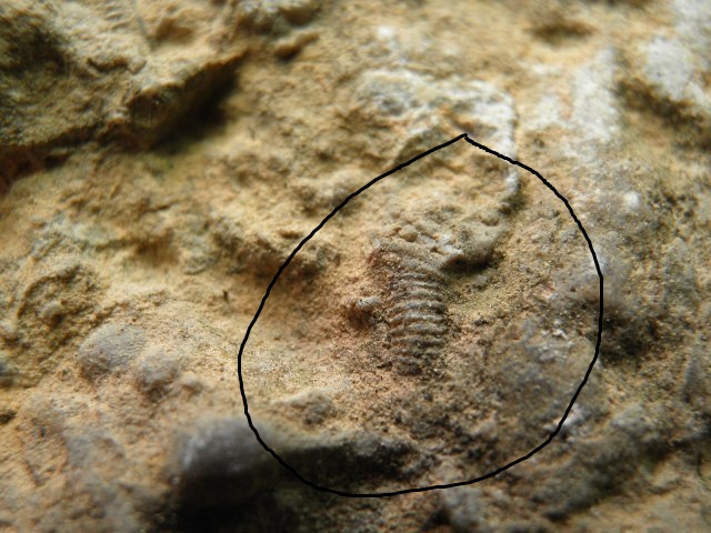 有化石的 (4).JPG