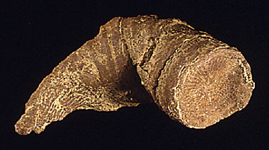 Fossil Heliophyllum2.jpg