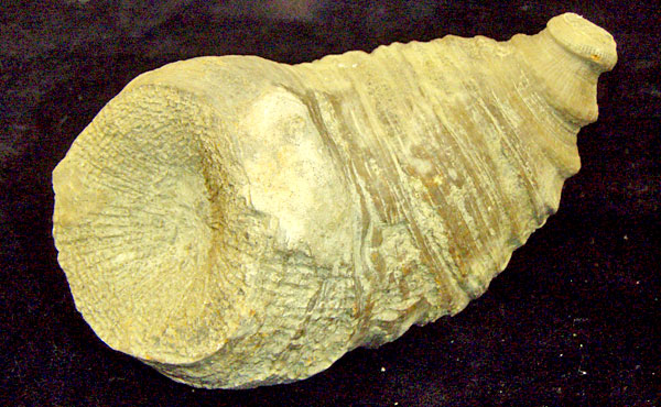 Fossil Heliophyllum3.jpg