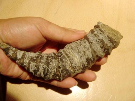 Fossil Heliophyllum1.JPG