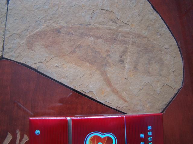 DSC03220.JPG