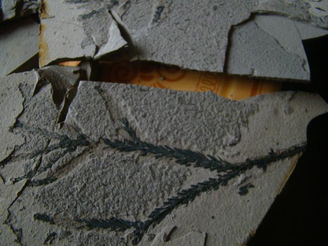 DSC03272.JPG
