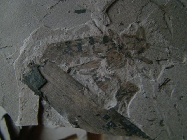 DSC03276.JPG
